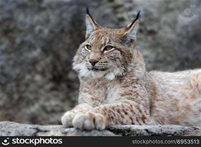 Young lynx portrait. Animals: young lynx posing