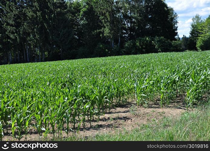 Young maize at edge of the forest