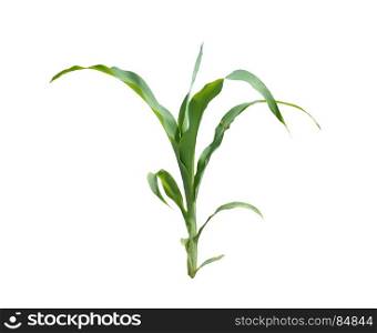 Young maize plant isolated