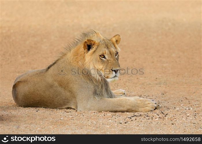 Young male African lion (Panthera leo), Kalahari desert, South Africa