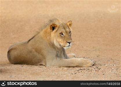 Young male African lion (Panthera leo), Kalahari desert, South Africa