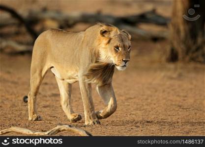 Young male African lion (Panthera leo) walking, Kalahari desert, South Africa