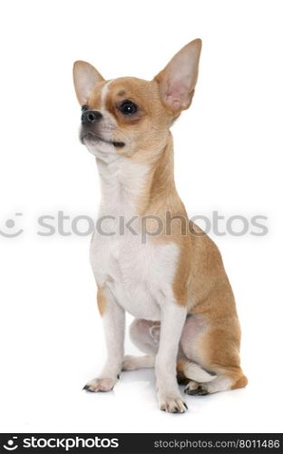 young male chihuahua in front of white background