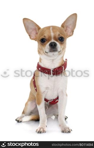 young male chihuahua in front of white background