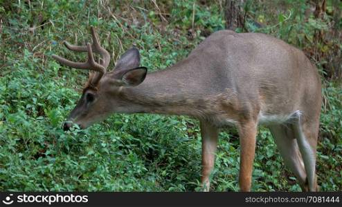 Young male deer feeding on a hillside