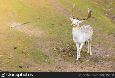 Young male fallow deer buck at park. Animals beauty in nature.