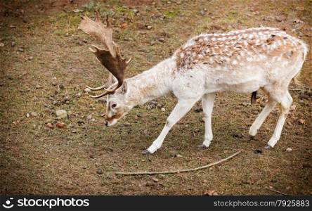 Young male fallow deer buck at park. Animals beauty in nature.