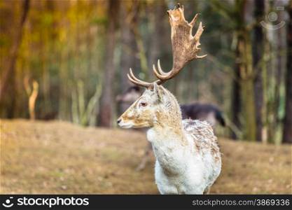 Young male fallow deer buck in forest. Animals beauty in nature.