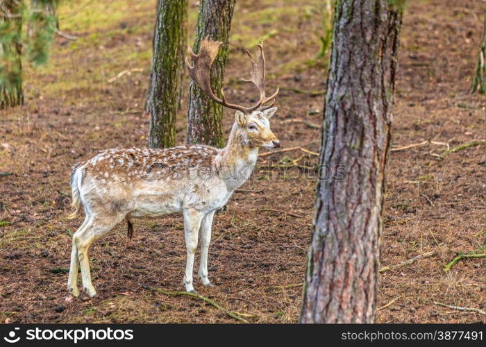 Young male fallow deer buck in forest. Animals beauty in nature.