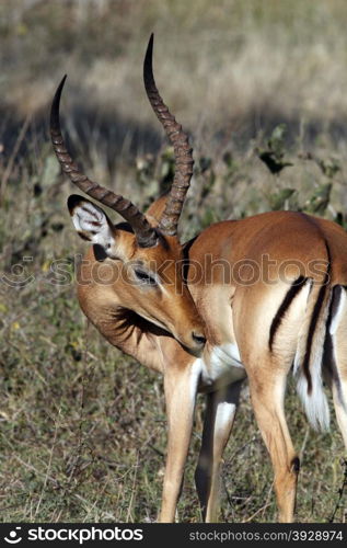 Young male Impala (Aepyceros melampus melampus) showing the Flehman Responce - curling of the top lip and showing teeth after tasting the urine of a female to see if she is ready to mate. Chobe National Park in Botswana in Southern Africa.