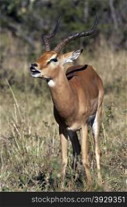 Young male Impala (Aepyceros melampus melampus) showing the Flehman Responce - curling of the top lip and showing teeth after tasting the urine of a female to see if she is ready to mate. Chobe National Park in Botswana in Southern Africa.