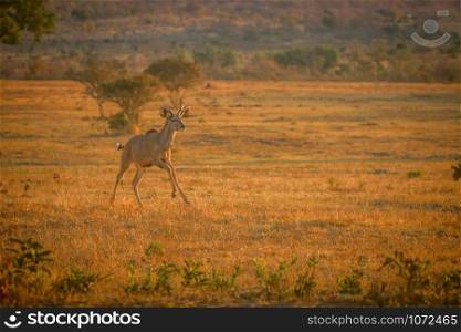 Young male Kudu running in the bush in the Welgevonden game reserve, South Africa.