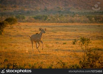 Young male Kudu running in the bush in the Welgevonden game reserve, South Africa.