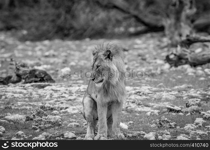Young male Lion doing his business in black and white in the Etosha National Park, Namibia.