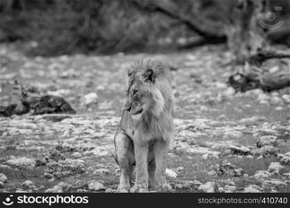 Young male Lion doing his business in black and white in the Etosha National Park, Namibia.