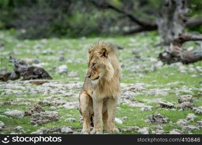 Young male Lion doing his business in the Etosha National Park, Namibia.