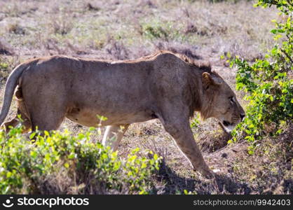 Young male lion in the African savannah and guarding his territory in the afternoon somewhere in Tsavo East National Park, Kenya.