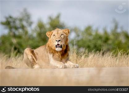 Young male Lion laying down and looking in the Kruger National Park, South Africa.