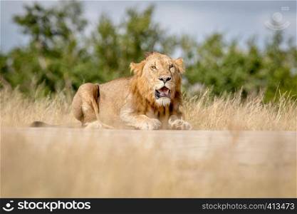 Young male Lion laying down and looking in the Kruger National Park, South Africa.