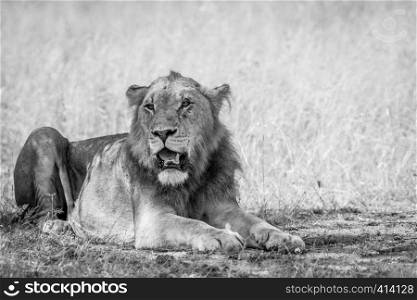 Young male Lion laying down in the sand in black and white in the Kruger National Park, South Africa.