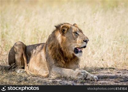 Young male Lion laying down in the sand in the Kruger National Park, South Africa.