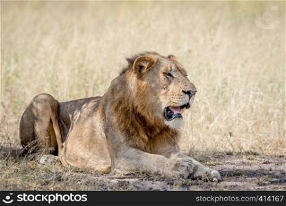 Young male Lion laying down in the sand in the Kruger National Park, South Africa.