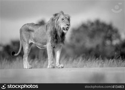 Young male Lion standing and looking in black and white in the Kruger National Park, South Africa.