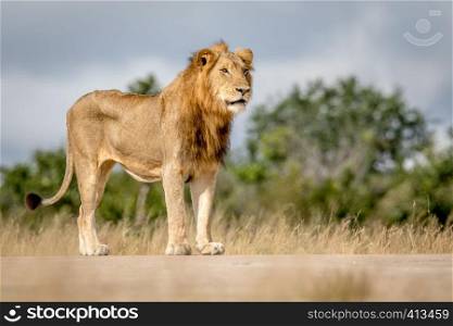 Young male Lion standing and looking in the Kruger National Park, South Africa.