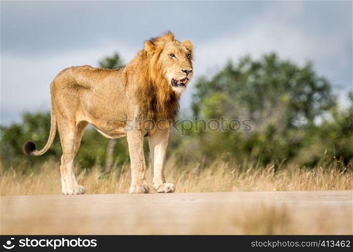 Young male Lion standing and looking in the Kruger National Park, South Africa.