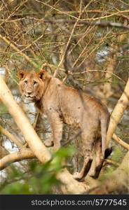 Young male lion standing in a branch of a yellow acacia and staring in the direction of the viewer.