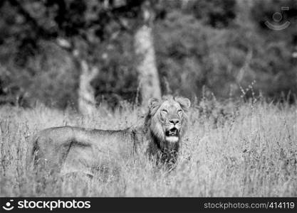Young male Lion standing in the high grass and looking in black and white in the Kruger National Park, South Africa.