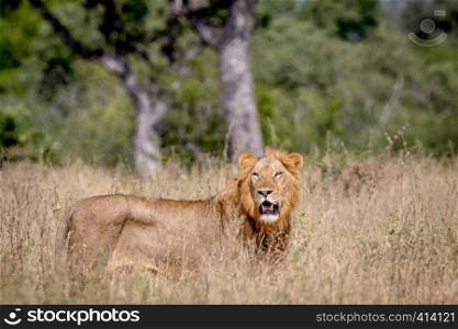 Young male Lion standing in the high grass and looking in the Kruger National Park, South Africa.