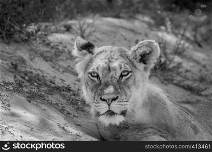 Young male Lion starring at the camera in black and white in the Kalagadi Transfrontier Park, South Africa.