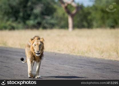 Young male Lion walking on an Airstrip in the Kruger National Park, South Africa.