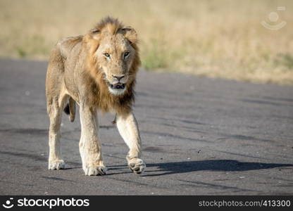 Young male Lion walking on an Airstrip in the Kruger National Park, South Africa.