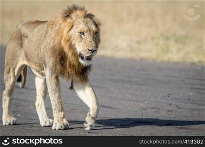 Young male Lion walking on an Airstrip in the Kruger National Park, South Africa.