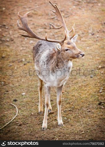 Young male red deer stag in autumn fall forest. Animals in natural habitat, beauty in nature.