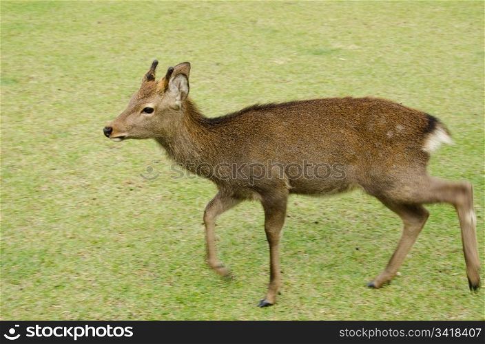 Young male Sika Deer. Young male Sika Deer, Cervus nippon, walking on a meadow in Nara, Japan
