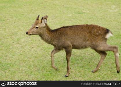 Young male Sika Deer. Young male Sika Deer, Cervus nippon, walking on a meadow in Nara, Japan