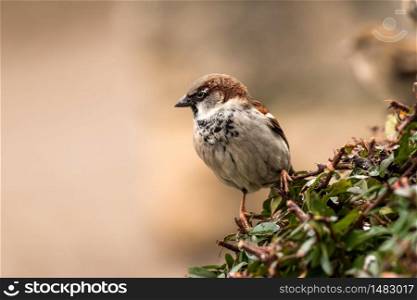Young male sparrow (Passer domesticus) in a bush