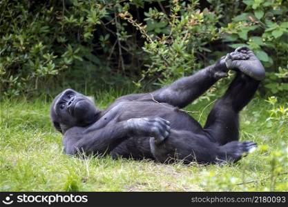 Young male Western Lowland Gorilla in green forest.