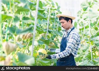 Young man farmer farmer is checking the quality of the melon grown and record to laptop computer in the garden greenhouse planting, melon gardening farm, fruit gardening concept