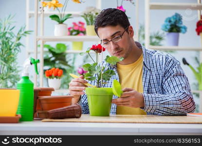 Young man florist working in a flower shop