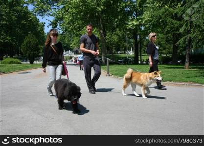 Young man, girl and lady walking puppies of Akita and Newfoundlander in public park