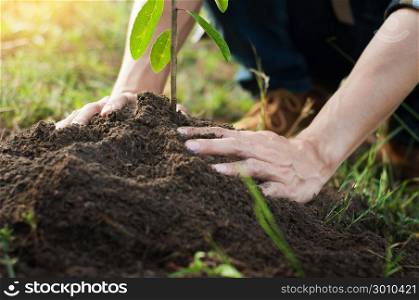 Young man kneeling during planting a tree, profession concept