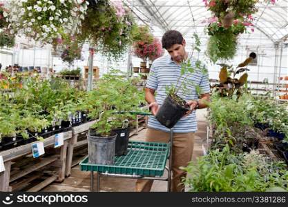 Young man looking for potted plants at a garden centre