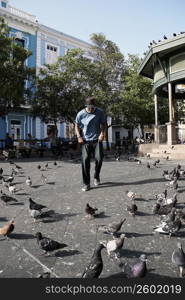 Young man standing with pigeons