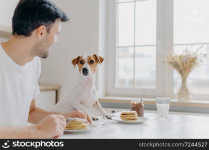 Young man turns away from camera, looks attentively at pedigree dog, have lunch together, eat tasty delicious pancakes at kitchen table, use forks, pose in spacious light room with big window