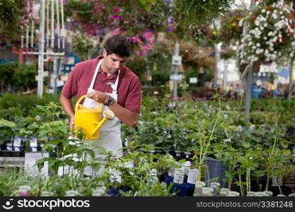Young man watering plants in greenhouse