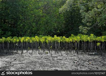 young mangrove trees are planted to prevent coastal erosion
